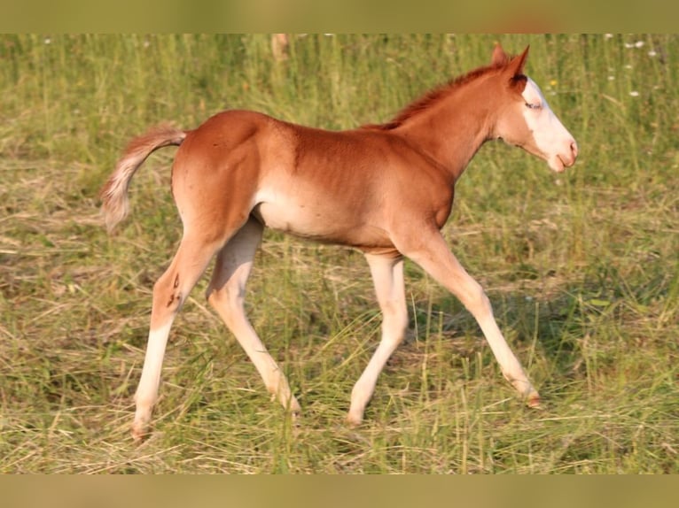 American Quarter Horse Mare 1 year 13,3 hh Chestnut-Red in Waldshut-Tiengen