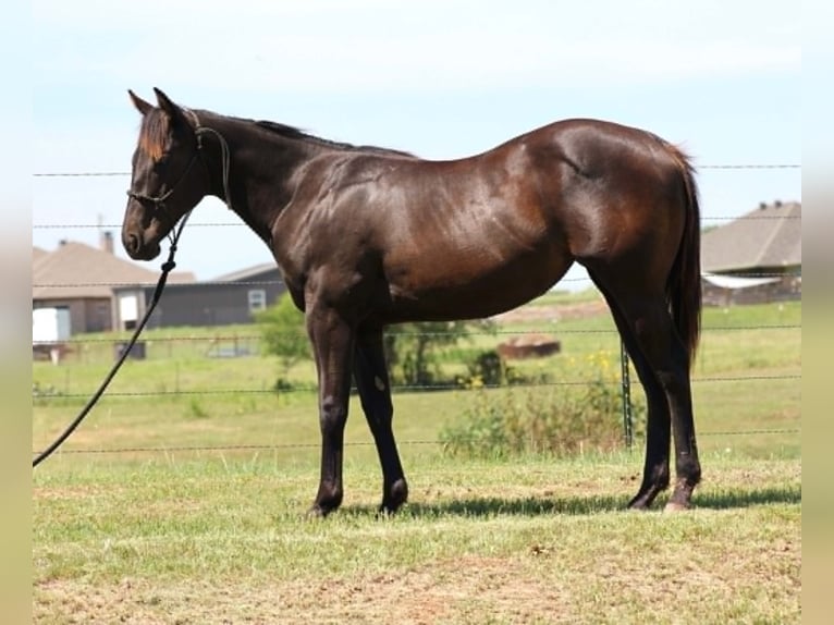 American Quarter Horse Mare 1 year 13 hh Black in Perrin