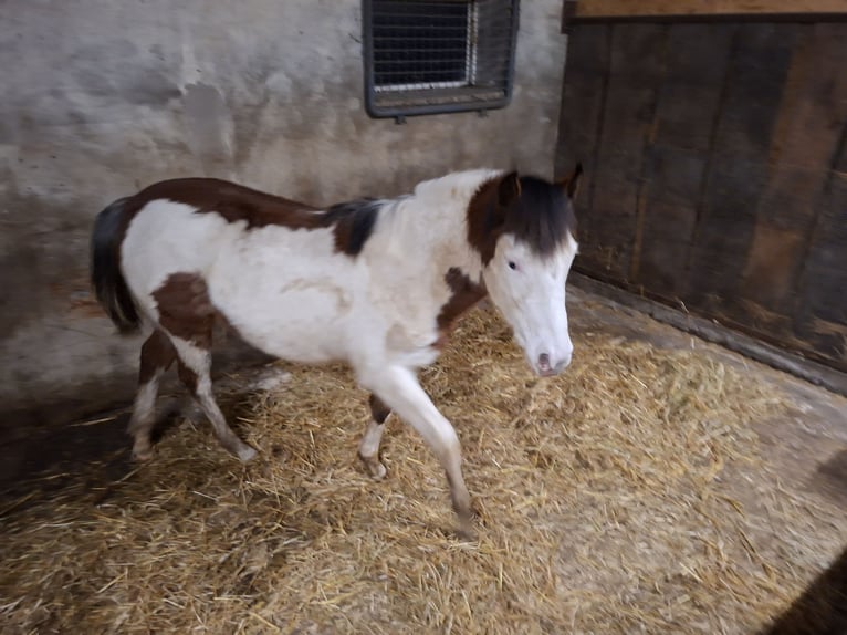 American Quarter Horse Mix Mare 1 year 13,2 hh Pinto in Twist