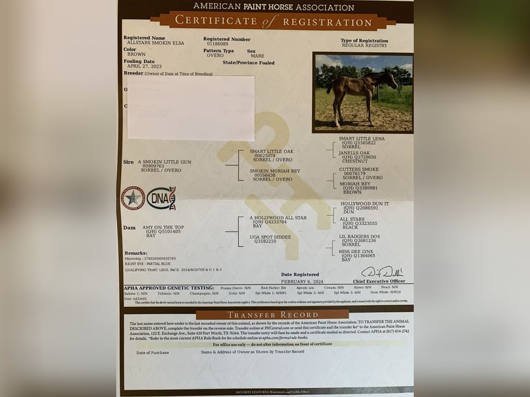 American Quarter Horse Mare 1 year 14,1 hh Bay-Dark in Königslutter am Elm