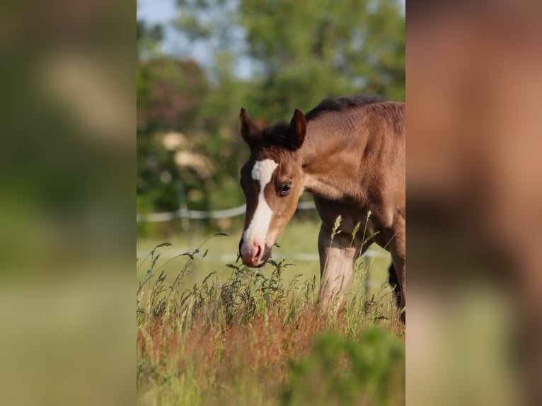 American Quarter Horse Mare 1 year 14,1 hh Bay-Dark in Königslutter am Elm