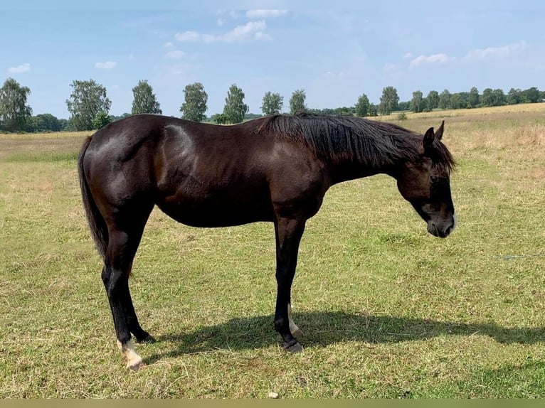 American Quarter Horse Mare 1 year 14,1 hh Bay-Dark in Königslutter am Elm