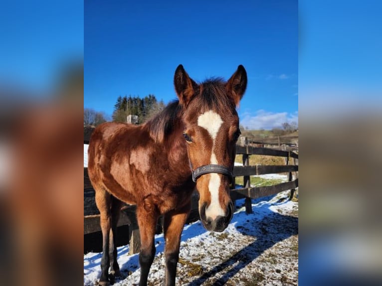 American Quarter Horse Mare 1 year 14.1 hh Brown in Rheinfelden
