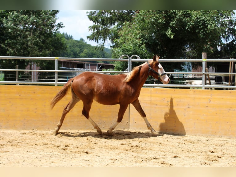 American Quarter Horse Mare 1 year 14,1 hh Chestnut-Red in Waldshut-Tiengen