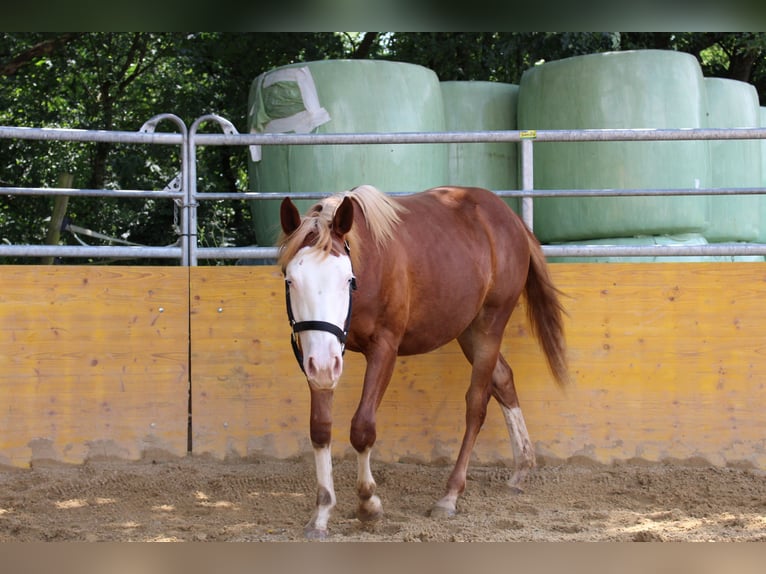 American Quarter Horse Mare 1 year 14,1 hh Chestnut-Red in Waldshut-Tiengen