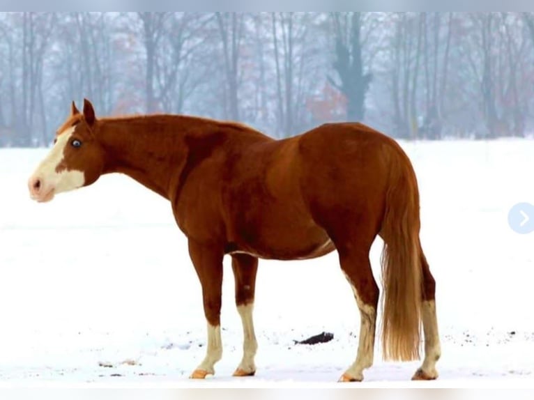 American Quarter Horse Mare 1 year 14,1 hh Palomino in Anderlingen