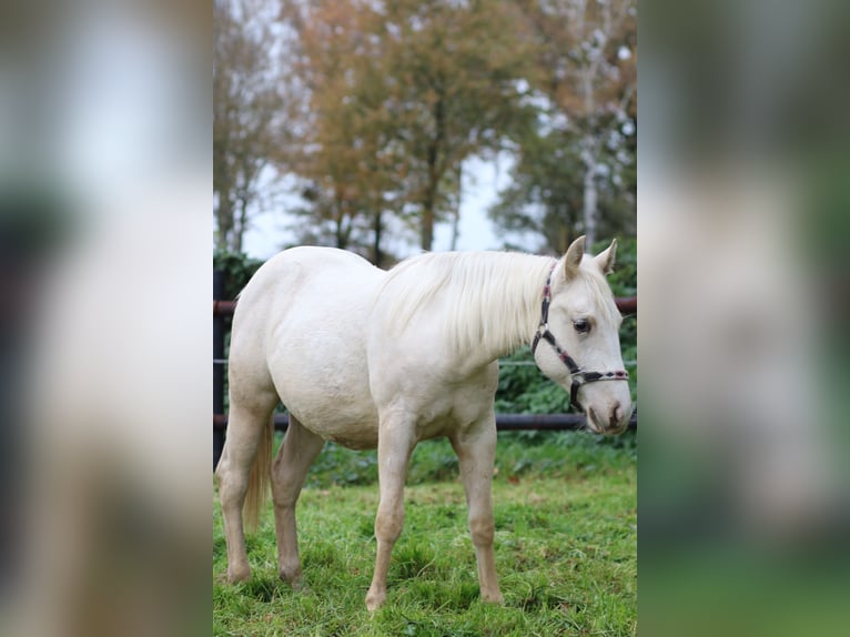 American Quarter Horse Mare 1 year 14,1 hh Palomino in Anderlingen