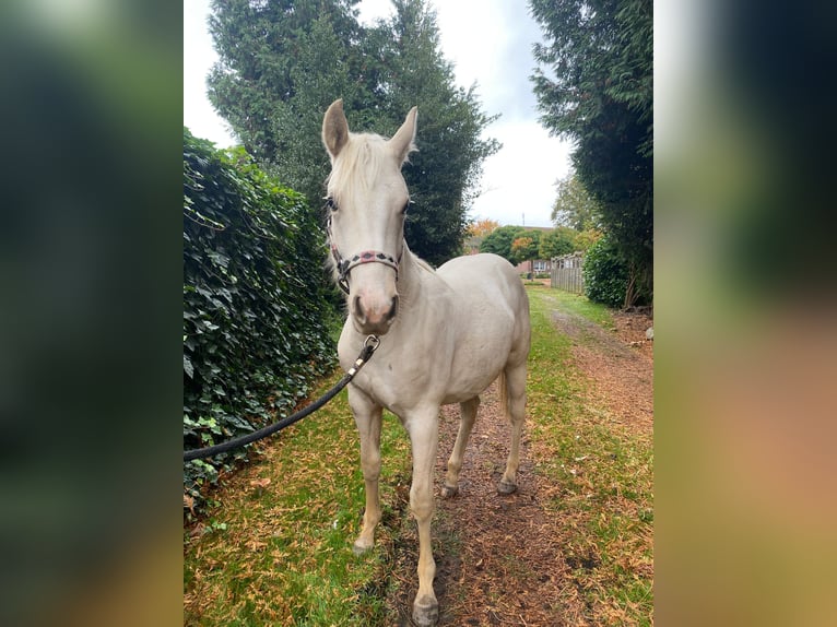 American Quarter Horse Mare 1 year 14,1 hh Palomino in Anderlingen