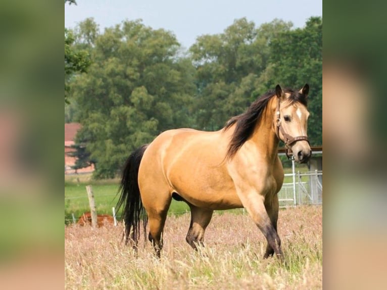 American Quarter Horse Mare 1 year 14,1 hh Palomino in Anderlingen