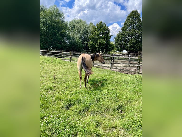 American Quarter Horse Mare 1 year 14,1 hh Red Dun in Schwalmtal