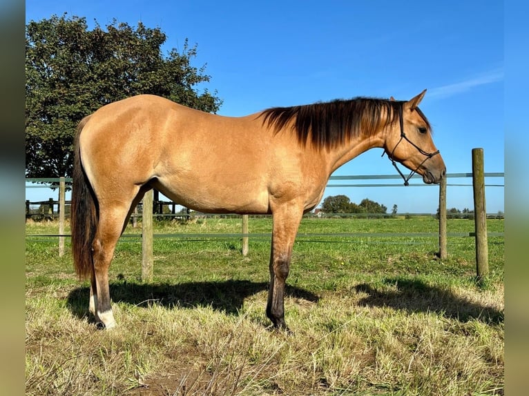 American Quarter Horse Mare 1 year 14,1 hh Red Dun in Schwalmtal