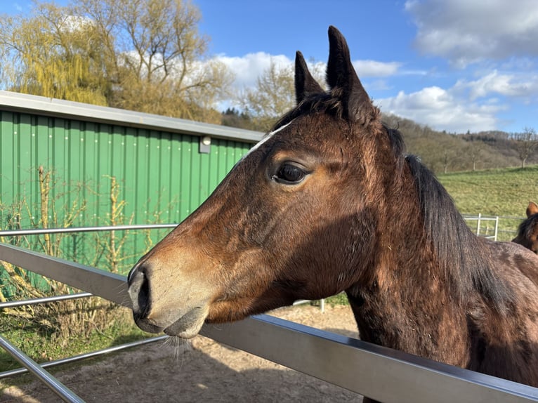American Quarter Horse Mare 1 year 14.2 hh Bay-Dark in Höringen
