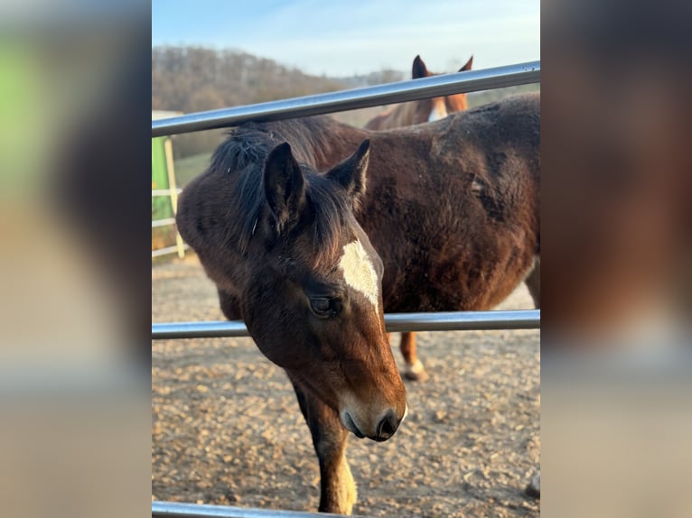 American Quarter Horse Mare 1 year 14.2 hh Bay-Dark in Höringen