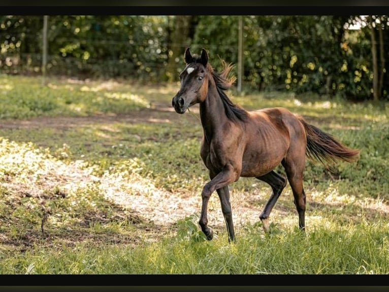 American Quarter Horse Mare 1 year 14,2 hh Black in Gerolfingen