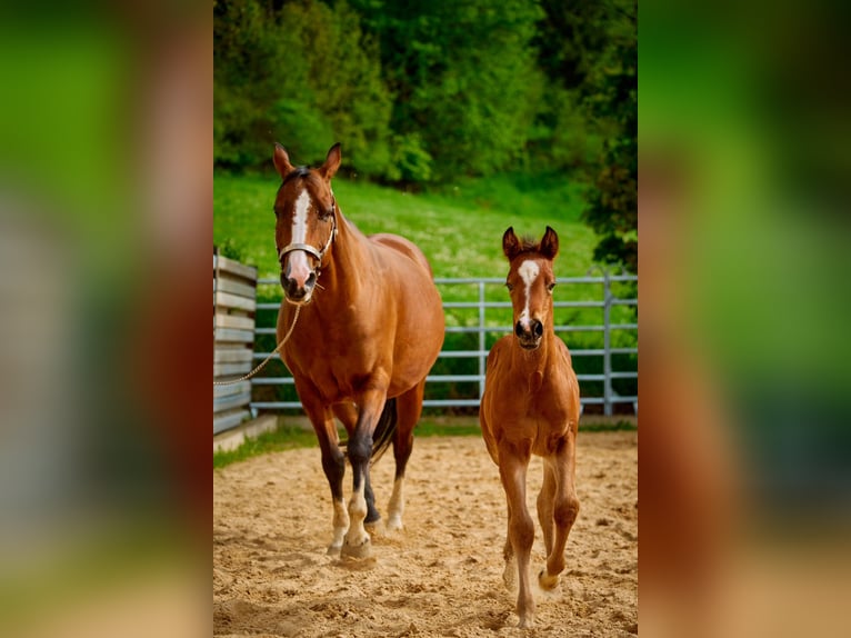 American Quarter Horse Mare 1 year 14,2 hh Brown in Eggenthal