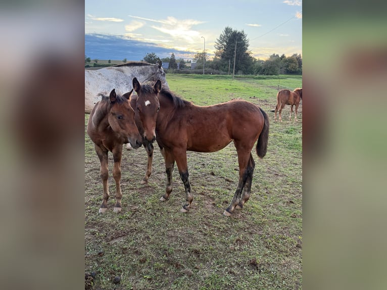 American Quarter Horse Mix Mare 1 year 14.2 hh Brown in Daleiden