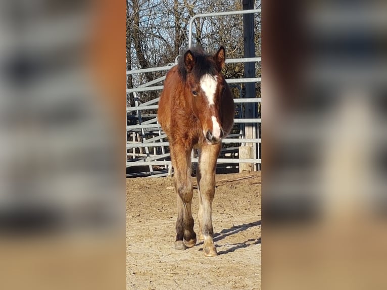 American Quarter Horse Mare 1 year 14,2 hh Brown in Rettenbach