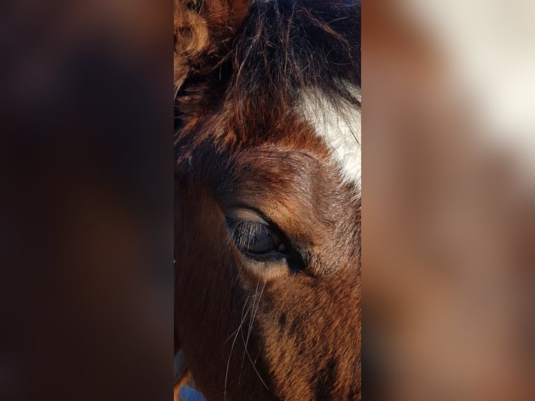 American Quarter Horse Mare 1 year 14,2 hh Brown in Rettenbach