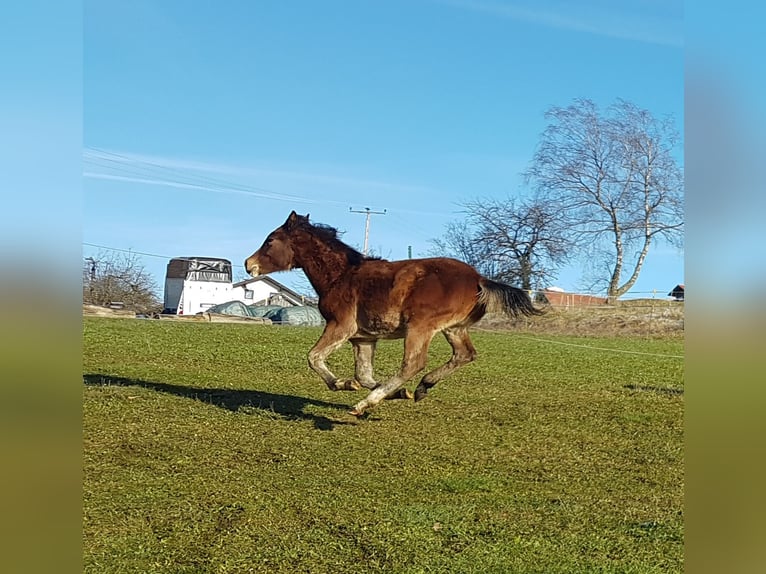 American Quarter Horse Mare 1 year 14,2 hh Brown in Rettenbach