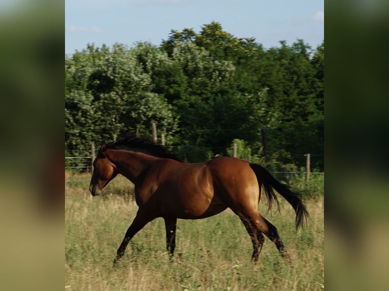 American Quarter Horse Mare 1 year 14.2 hh Brown in Ruzsa