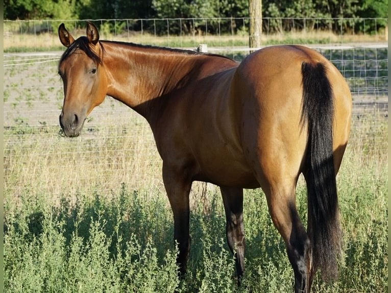 American Quarter Horse Mare 1 year 14.2 hh Brown in Ruzsa
