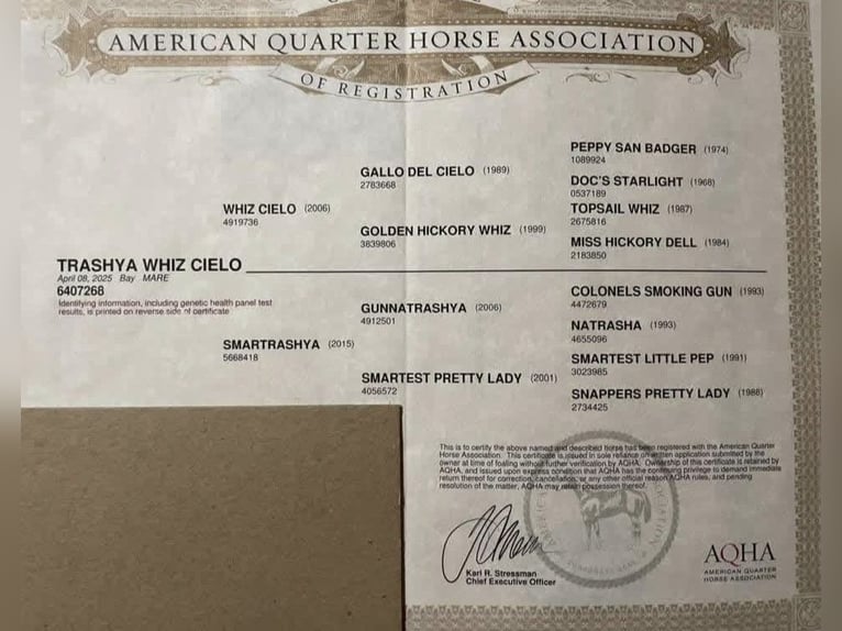 American Quarter Horse Mare 1 year 14.2 hh Brown in Ruzsa