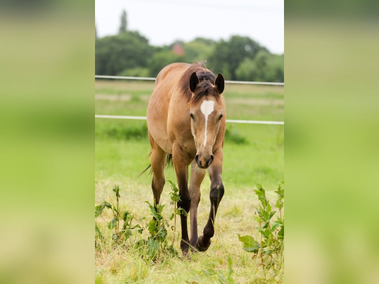 American Quarter Horse Mare 1 year 14.2 hh Brown in Celle
