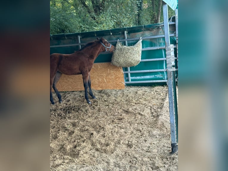 American Quarter Horse Mare 1 year 14,2 hh Brown in Hamburg