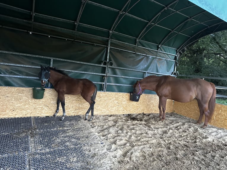 American Quarter Horse Mare 1 year 14,2 hh Brown in Hamburg