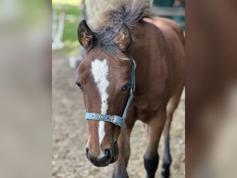 American Quarter Horse Mare 1 year 14,2 hh Brown in Hamburg