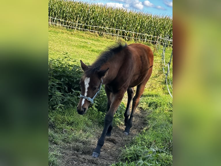 American Quarter Horse Mare 1 year 14,2 hh Brown in Hamburg