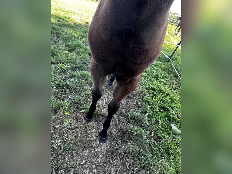 American Quarter Horse Mare 1 year 14,2 hh Brown in Hamburg