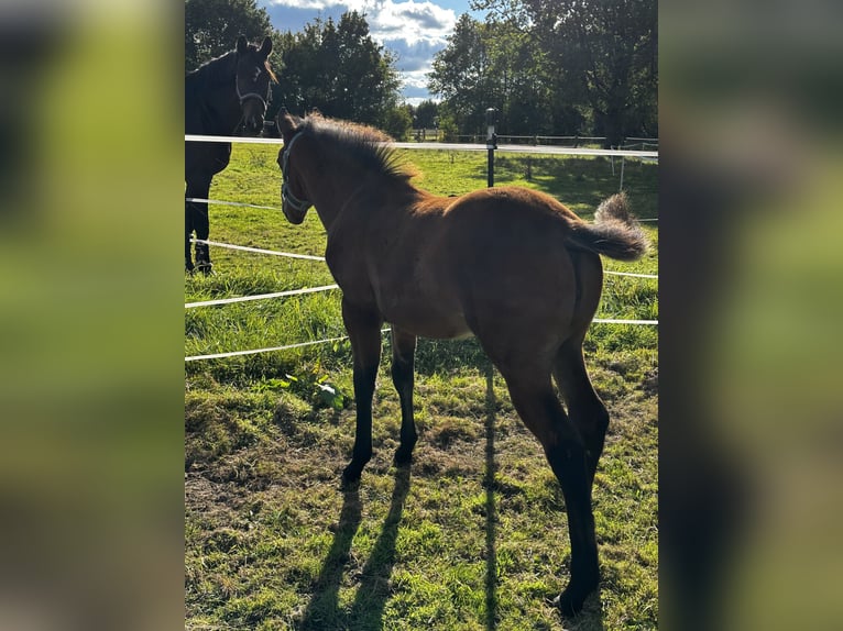 American Quarter Horse Mare 1 year 14,2 hh Brown in Hamburg