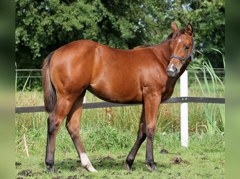 American Quarter Horse Mare 1 year 14,2 hh Brown in Stade