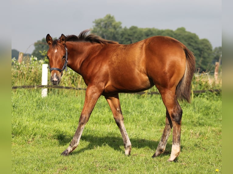 American Quarter Horse Mare 1 year 14,2 hh Brown in Stade
