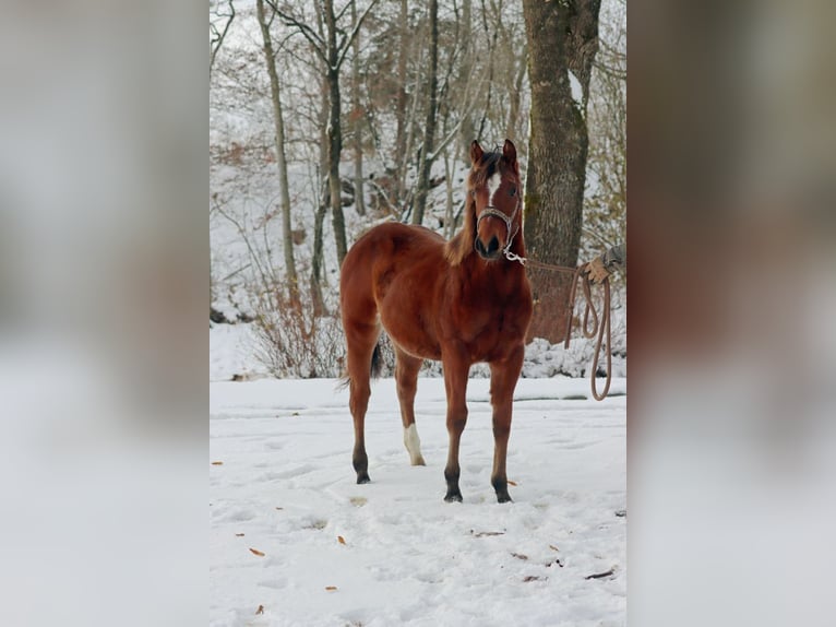 American Quarter Horse Mare 1 year 14,2 hh Brown in Hellenthal