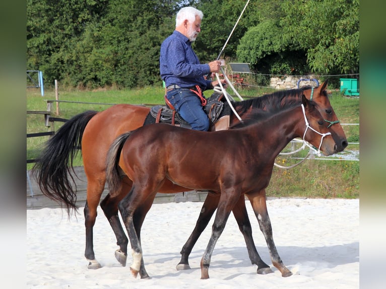 American Quarter Horse Mare 1 year 14.2 hh Brown in Müglitztal