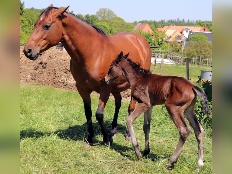American Quarter Horse Mare 1 year 14.2 hh Brown in Müglitztal