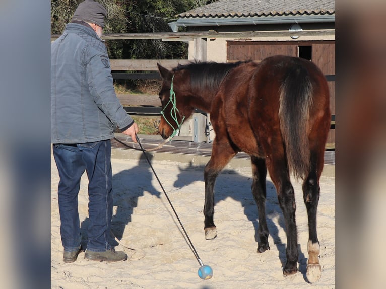 American Quarter Horse Mare 1 year 14.2 hh Brown in Müglitztal