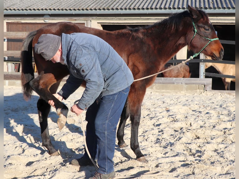 American Quarter Horse Mare 1 year 14.2 hh Brown in Müglitztal