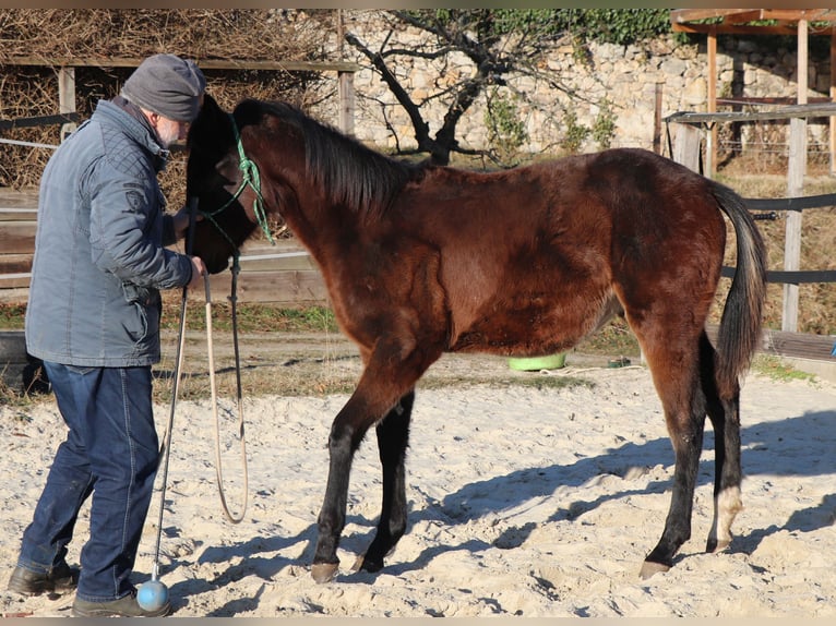 American Quarter Horse Mare 1 year 14.2 hh Brown in Müglitztal