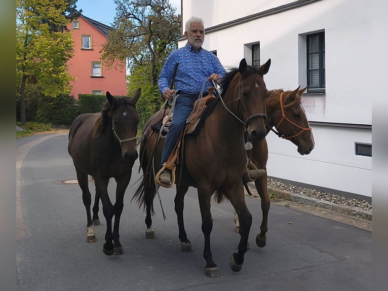 American Quarter Horse Mare 1 year 14.2 hh Brown in Müglitztal