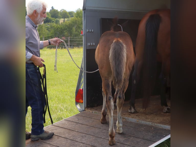 American Quarter Horse Mare 1 year 14.2 hh Brown in Müglitztal