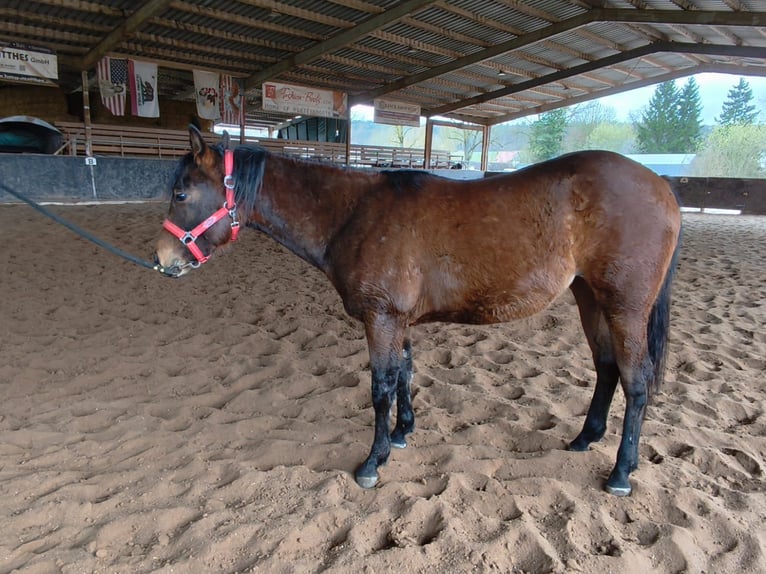 American Quarter Horse Mare 1 year 14.2 hh Brown in Bad Colberg
