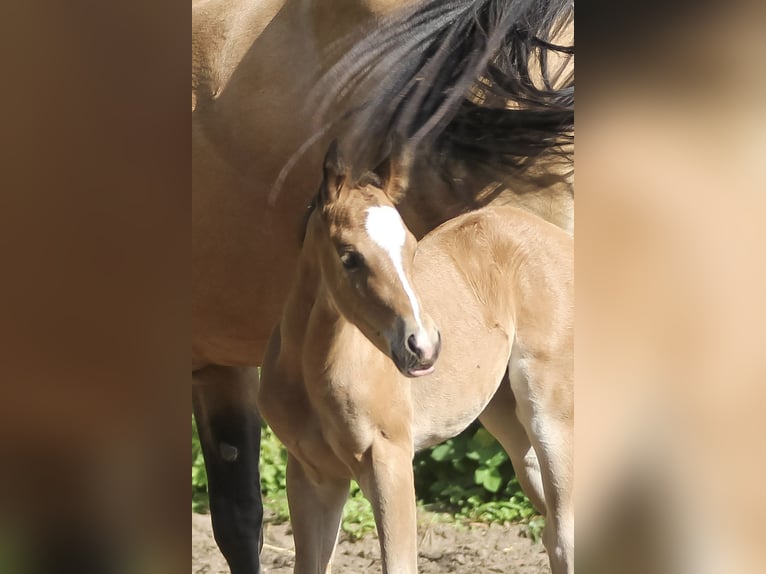 American Quarter Horse Mare 1 year 14.2 hh Brown in Celle