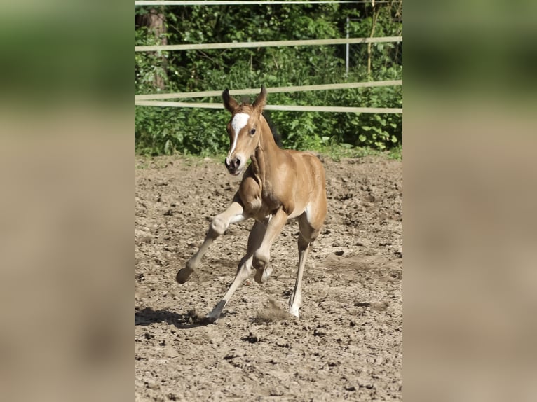 American Quarter Horse Mare 1 year 14.2 hh Brown in Celle