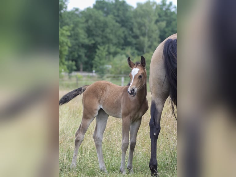 American Quarter Horse Mare 1 year 14.2 hh Brown in Celle