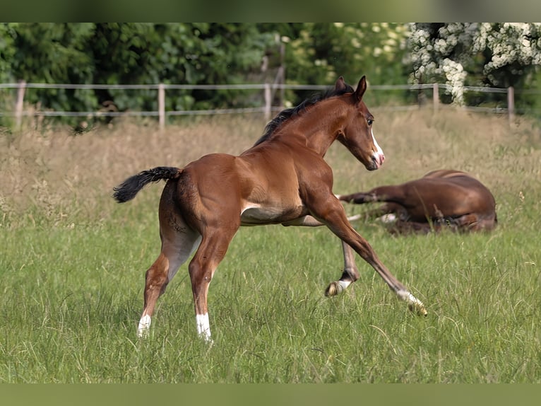 American Quarter Horse Mare 1 year 14.2 hh Brown in Celle