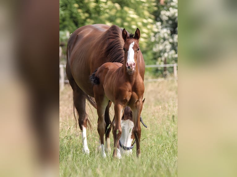 American Quarter Horse Mare 1 year 14.2 hh Brown in Celle