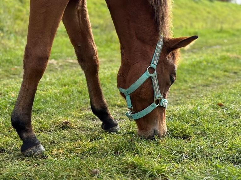 American Quarter Horse Mare 1 year 14.2 hh Brown in Kindelbrück